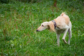 The Saluki dog playing on a green meadow