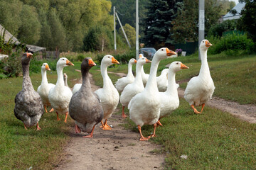 Obraz premium A flock of geese walks through the village.