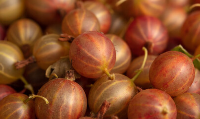 Gooseberry as a background. Close-up