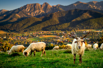 Countryside with a view of the Tatra mountains, Giewont, Poland. Sheep
in the foreground and mountains in the background. Evening in the Podhale region. 

 - obrazy, fototapety, plakaty