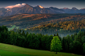 A lonely tree against the background of the Tatra Mountains.
Summer in Podhale, amazing natural landscape, Poland.
 - obrazy, fototapety, plakaty