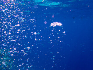 Fototapeta premium Large air balloons rise from the seabed in the coral reef of the Red Sea