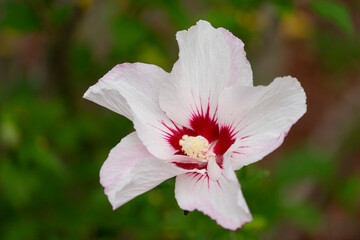 Hibiskusblüte © LegusPic