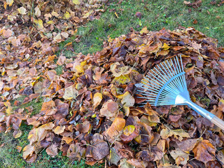 Make leaves in autumn with a leaf rake in the garden - obrazy, fototapety, plakaty