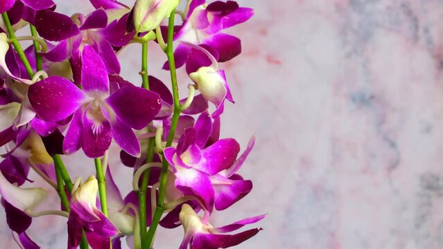 Orchid flowers close-up on an abstract blurred background. Beautiful purple tropical orchid flowers in slow motion. 4k video Rotating flowers background
