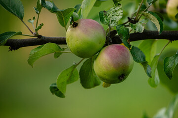 Ripening two apples on a branch in the sunlight on foliage background