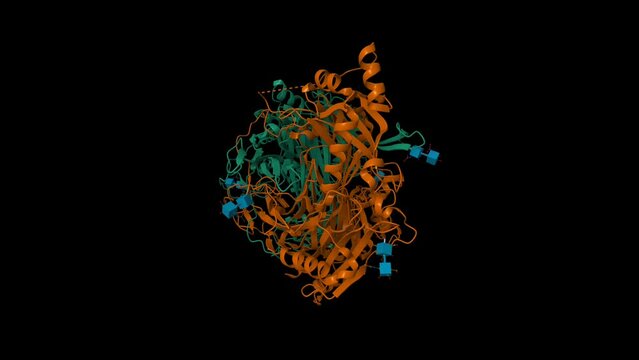 Crystal structure of human diamine oxidase. Animated 3D cartoon and Gaussian surface models, chain id color scheme, PDB 3hi7, black background