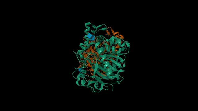 Crystal structure of cathepsin A, apo-structure. Animated 3D cartoon and Gaussian surface models, chain id color scheme, PDB 4ci9, black background