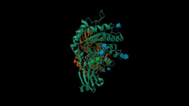 Human alpha-galactosidase substrate bound. Animated 3D cartoon and Gaussian surface models, PDB 3hg3, black background