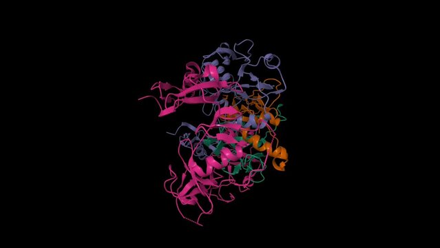 Structure of human follistatin(purple, violet)-activin(brown, green) complex. Animated 3D cartoon and Gaussian surface models, PDB 2b0u, black background