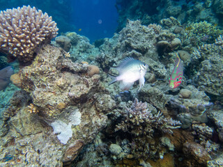 Fototapeta na wymiar Diverse inhabitants in the coral reef of the Red Sea