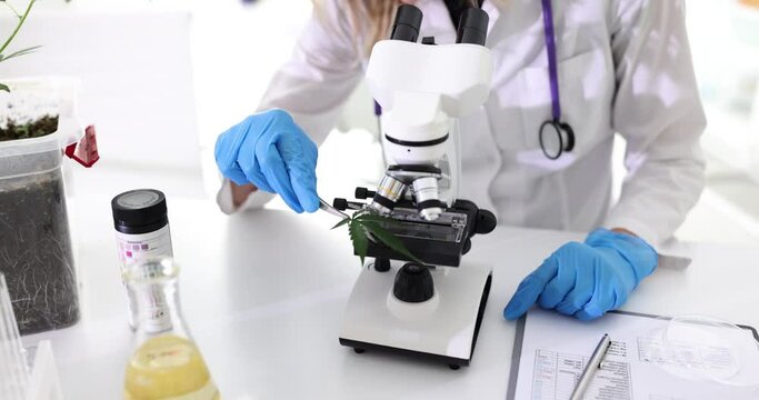 Scientist lays down leaf of cannabis to examine sample of psychoactive plant. Researcher examines marijuana leaves for drug testing under microscope