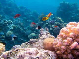 Diverse inhabitants in the coral reef of the Red Sea