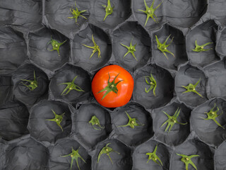 One last red tomato among the tails of tomatoes in an empty vegetable box.