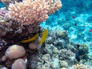 Diverse inhabitants in the coral reef of the Red Sea