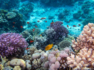 Diverse inhabitants in the coral reef of the Red Sea