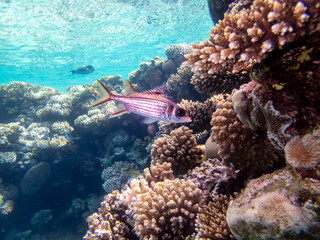 Diverse inhabitants in the coral reef of the Red Sea