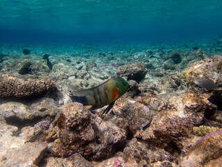 Diverse inhabitants in the coral reef of the Red Sea