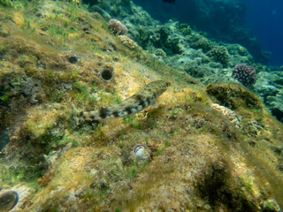 Naklejka na ściany i meble Diverse inhabitants in the coral reef of the Red Sea