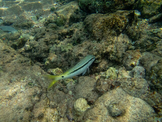 Diverse inhabitants in the coral reef of the Red Sea