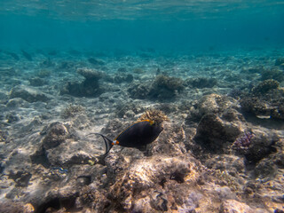 Diverse inhabitants in the coral reef of the Red Sea