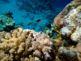 Obraz na płótnie Canvas Diverse inhabitants in the coral reef of the Red Sea
