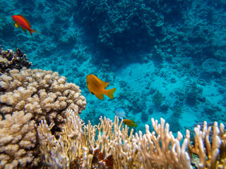 Diverse inhabitants in the coral reef of the Red Sea