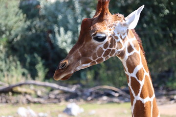 giraffe in the zoo