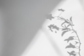 Leaves shadow and tree branch background.