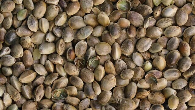 Heap of cannabis seeds close-up, rotating with zoom. Cannabis replacement as a food supplement, vegetable protein vitamins.