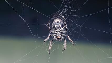 Spider waiting for prey in spider web