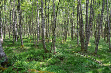 A Birch forest with  sun light