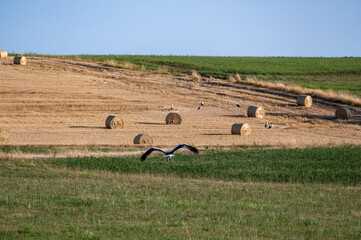 Storks ( Ciconiidae ) on a stubble field between hay bales