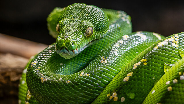 green snake on a branch