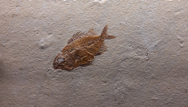Detail of an ancient fish fossil