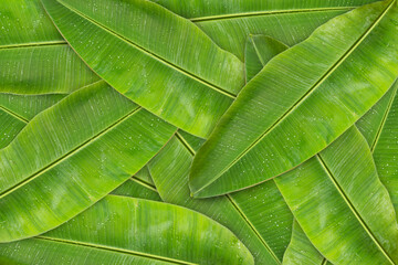 Green banana leaf background with copy specs for text. The leaves of the banana tree Textured abstract background, The leaves of the banana tree pattern.