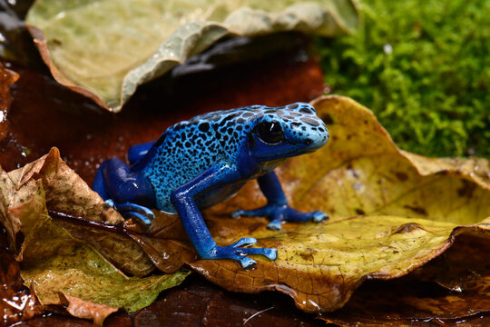 Blue poison dart frog // Blauer Pfeilgiftfrosch (Dendrobates tinctorius azureus)