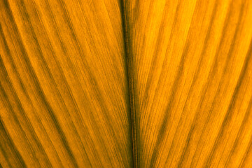 Yellow leaf texture. Leaf texture background, Banana palm leaf texture for design, Nature background and wallpaper.