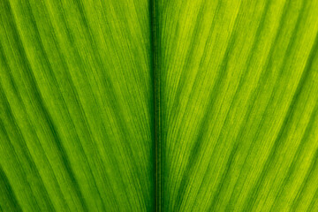 Green leaf texture. Leaf texture background, Banana palm leaf texture for design, Nature background and wallpaper