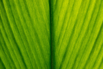 Green leaf texture. Leaf texture background, Banana palm leaf texture for design, Nature background and wallpaper