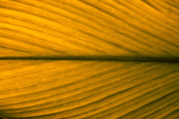 Yellow leaf texture. Leaf texture background, Banana palm leaf texture for design, Nature background and wallpaper.