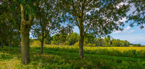 Obraz premium Sunflowers in a green grassy field along trees in bright sunlight at fall, Almere, Flevoland, Netherlands, September, 2023