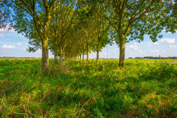 Sunflowers in a green grassy field along trees in bright sunlight at fall, Almere, Flevoland,  Netherlands, September, 2023