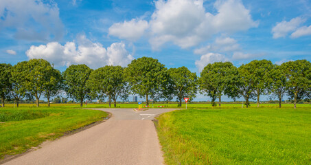 Trees and wind turbines in an agricultural field in sunlight at fall, Almere, Flevoland, Netherlands, September, 2023