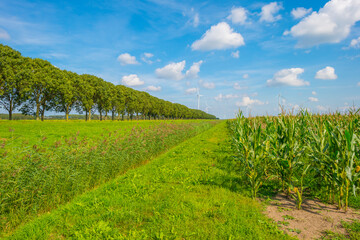 Fototapeta na wymiar Corn in an agricultural field along trees in bright sunlight at fall, Almere, Flevoland, Netherlands, September, 2023