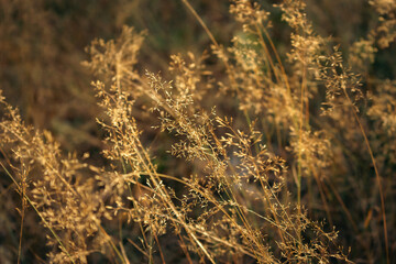 Dried grass in warm morning light. Golden coloured grass. Autumn landscape. Beauty in nature. Meadow beige background. Rural nature, close up. Peaceful autumn. Natural patterns.