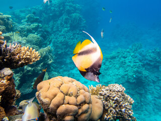 Naklejka premium Colorful inhabitants in the coral reef of the Red Sea