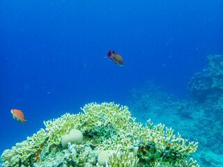Colorful inhabitants in the coral reef of the Red Sea