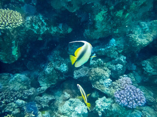 Naklejka na ściany i meble Colorful inhabitants in the coral reef of the Red Sea