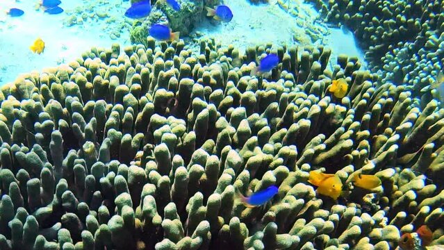 Stunning coral cliff and brightly coloured neon blue devil fish while snorkelling in the crystal clear sea waters of Pulau Menjangan island, Bali, Indonesia.